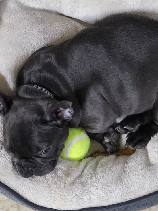 French Bulldog