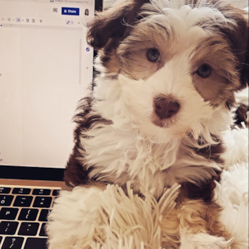 Coco, a Havanese puppy from Los Angeles CA