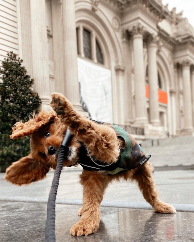 Friendly Cavapoo Pup in New York NY