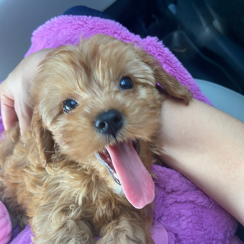 Scout , a Cavapoo puppy from MI Scout , a Cavapoo puppy from MI