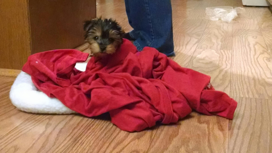 Playful Yorkshire Terrier Pup