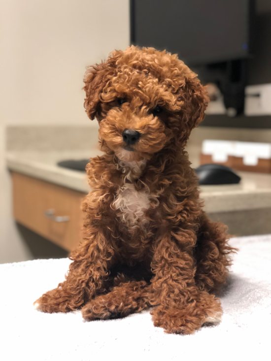 Funny Poodle Purebred Pup