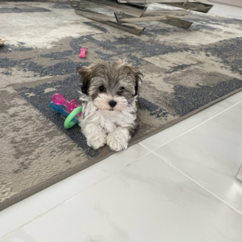 KASHMERE, a Maltipoo puppy from Pinehurst NC