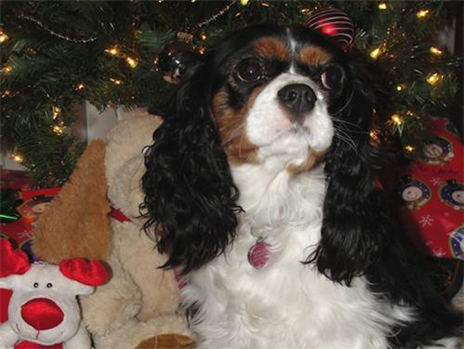 Lacey - Cavalier King Charles Spaniel Puppy For Sale Premier Pups Lacey - Cavalier King Charles Spaniel Puppy For Sale Premier Pups