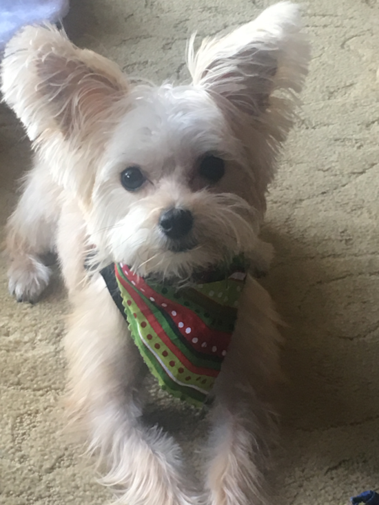 Friendly Morkie Pup