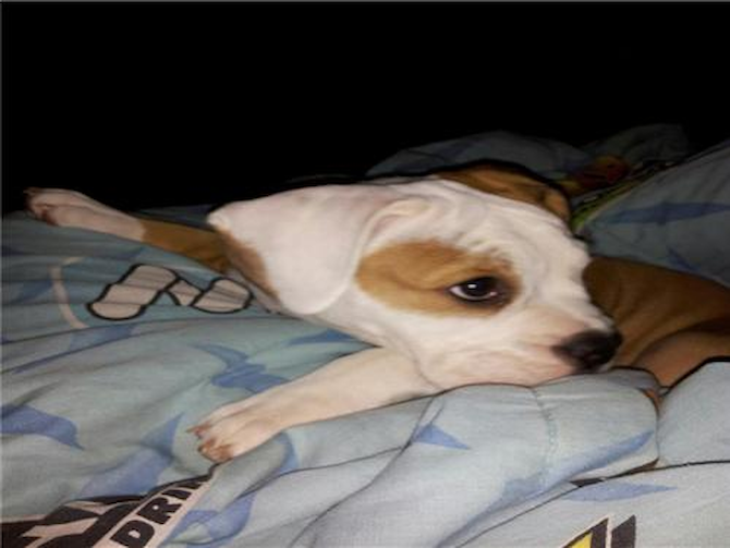 Mimi - English Bulldog Puppy For Sale Premier Pups Mimi - English Bulldog Puppy For Sale Premier Pups