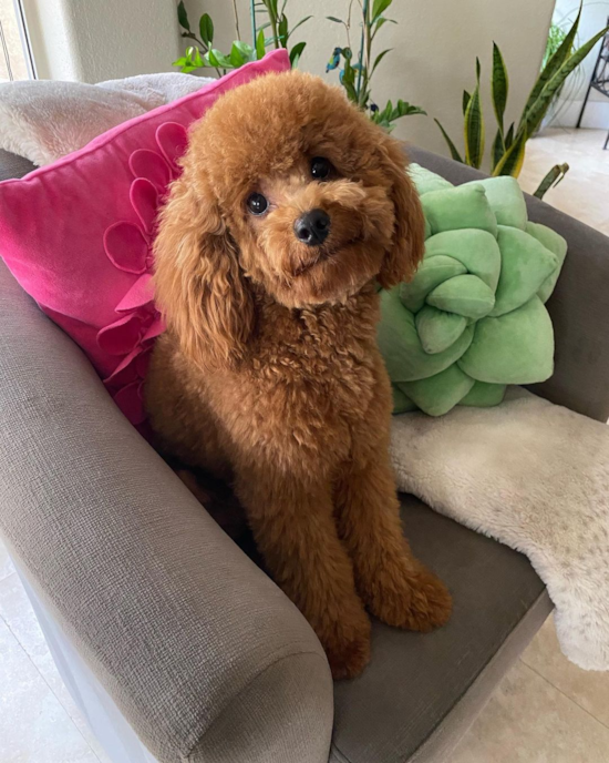 Hypoallergenic Cavoodle Poodle Mix Pup