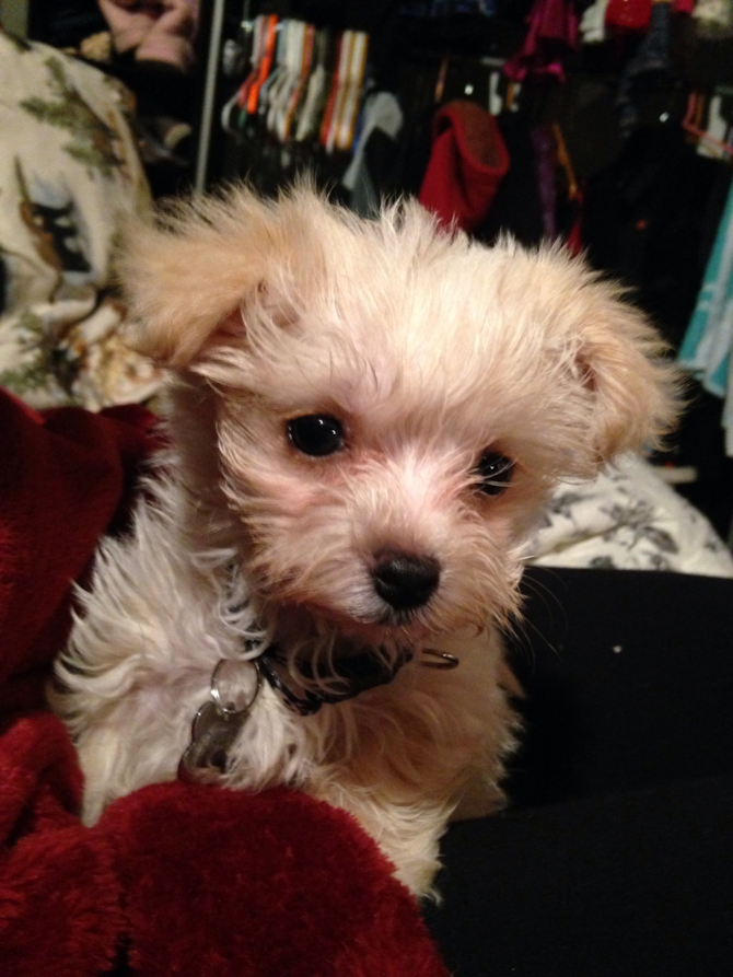 Jason aka Plato - Morkie Puppy For Sale Premier Pups Jason aka Plato - Morkie Puppy For Sale Premier Pups