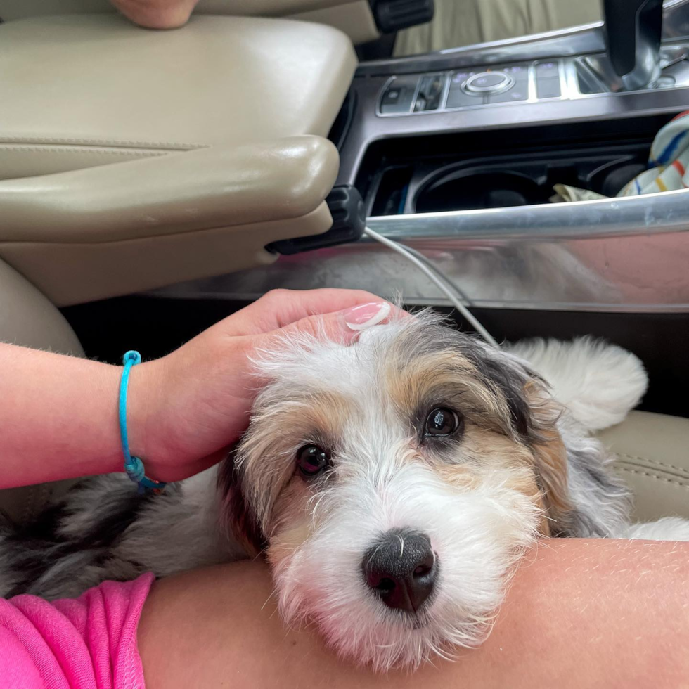Sweet Mini Aussiedoodle Pup in Houston TX