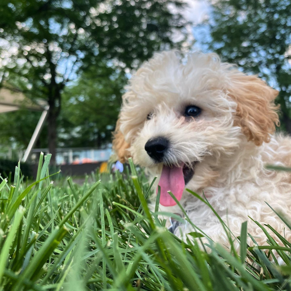Sweet Poochon Pup in WASHINGTON DC