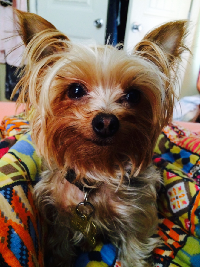 Millie - Yorkshire Terrier Puppy For Sale Premier Pups Millie - Yorkshire Terrier Puppy For Sale Premier Pups