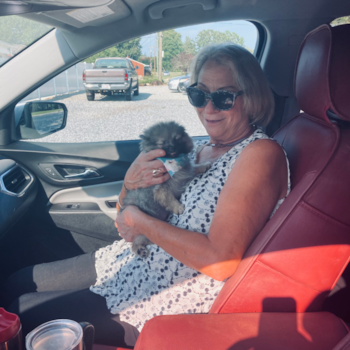 Tinsley, a Pomeranian puppy from Reidsville Tinsley, a Pomeranian puppy from Reidsville