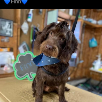 Finn, a Mini Labradoodle puppy from CENTREVILLE MD