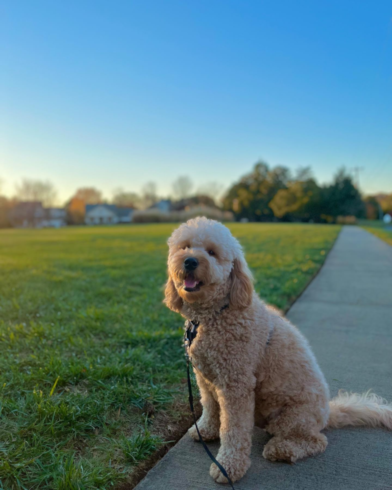 Charlotte Mini Goldendoodle Pup