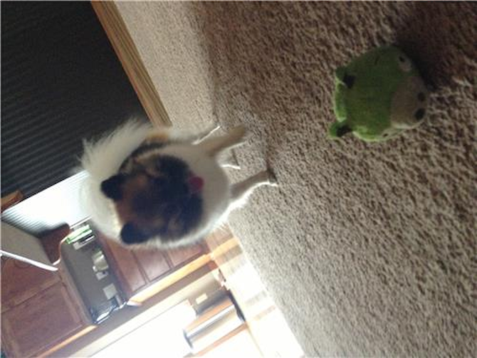 Piggy - Pomeranian Puppy For Sale Premier Pups Piggy - Pomeranian Puppy For Sale Premier Pups