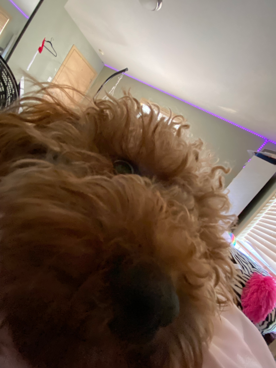 Cavapoo Pup