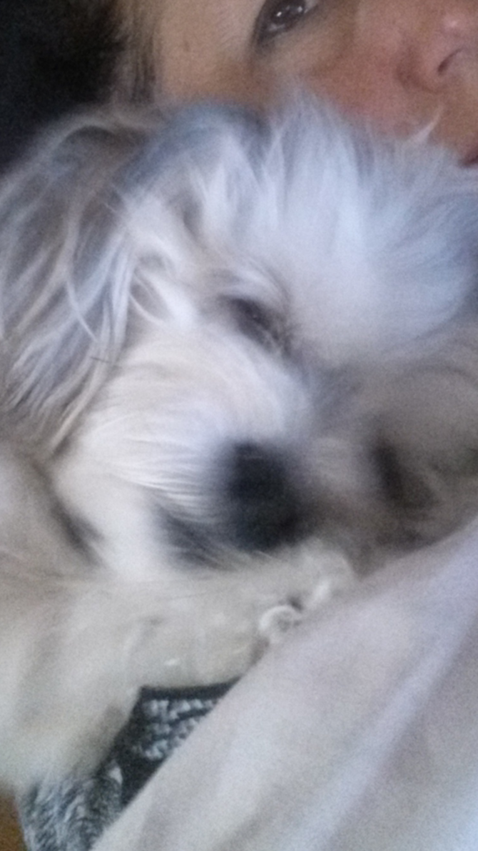Bentley - Morkie Puppy For Sale Premier Pups Bentley - Morkie Puppy For Sale Premier Pups