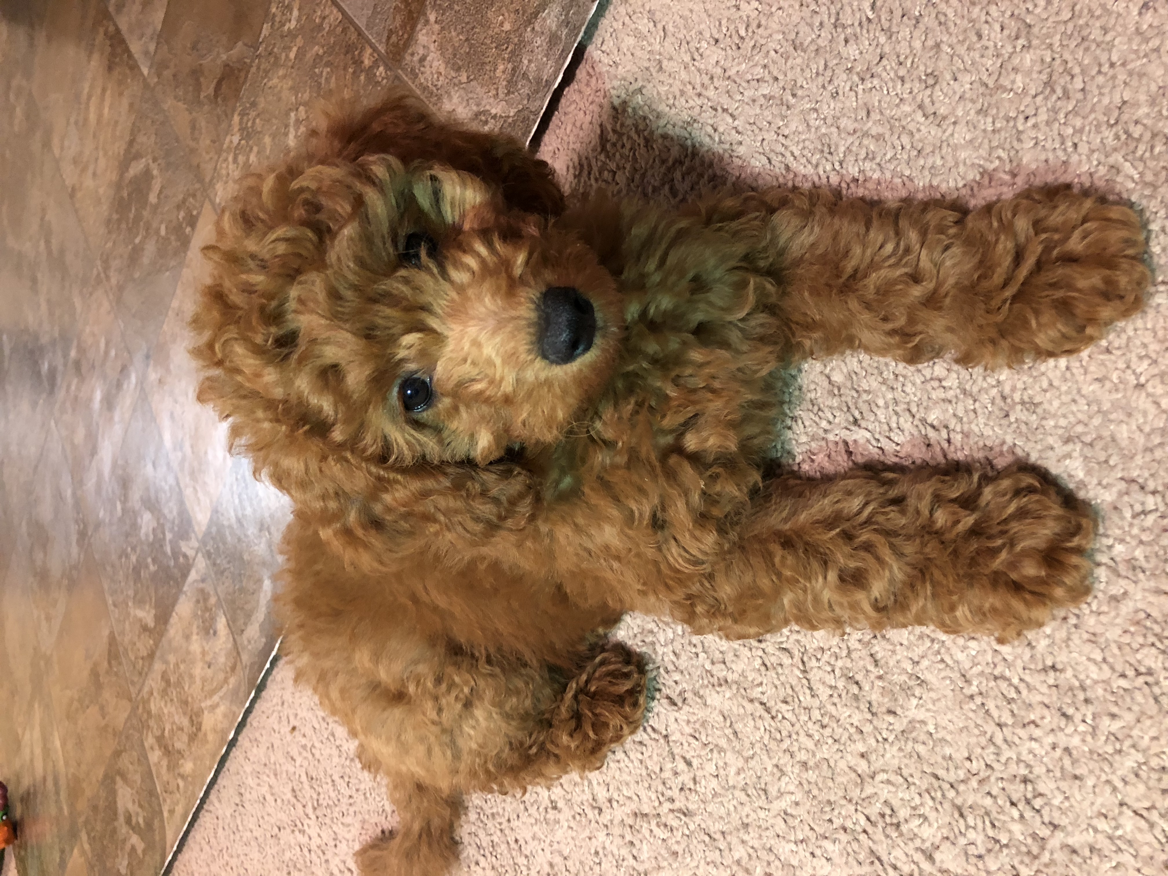 Pomsky Yorkie Mini Goldendoodle Cavapoo Morkie Puppies Gallery Pg 21 For Adoption