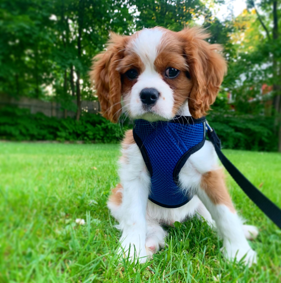 Petite Cavalier King Charles Spaniel Purebred Pup