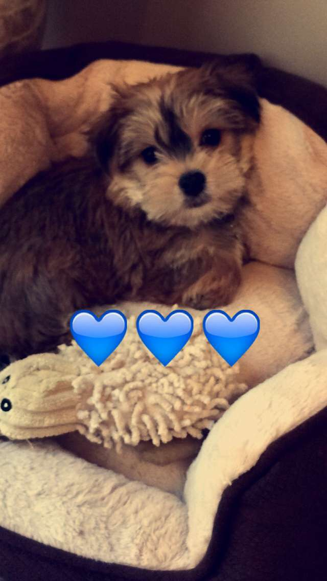Buddy (formerly Monte) - Morkie Puppy For Sale Premier Pups Buddy (formerly Monte) - Morkie Puppy For Sale Premier Pups