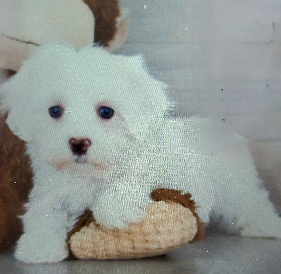 Cute Maltese Pup in