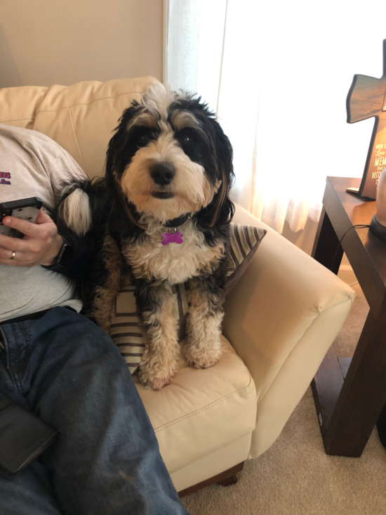 Mini Bernedoodle Being Cute