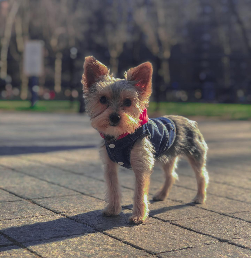 Fluffy Yorkshire Terrier Pup in New York NY
