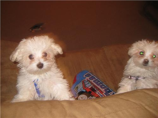 Bella and Nene - Maltese Puppy For Sale Premier Pups Bella and Nene - Maltese Puppy For Sale Premier Pups
