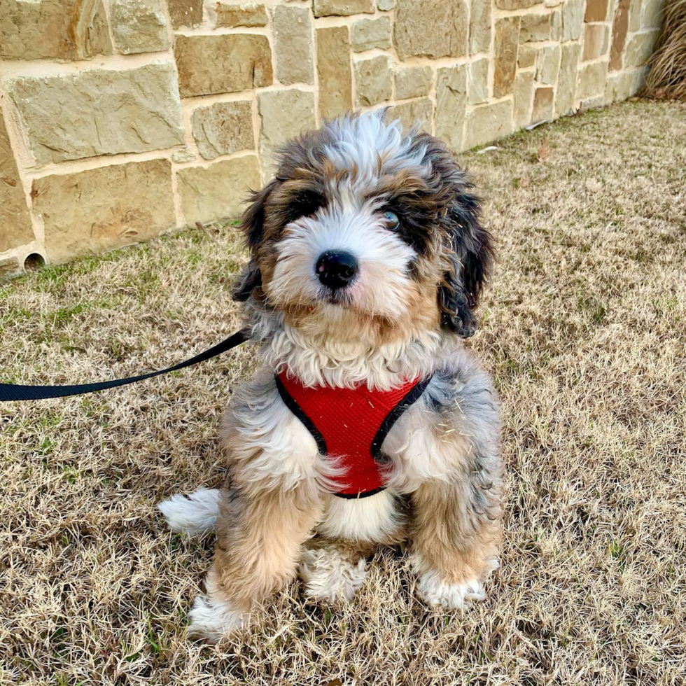 Sweet Mini Bernedoodle Pup in Farmers Branch TX