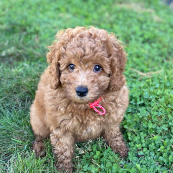 MAXINE, a Mini Goldendoodle puppy from North easton