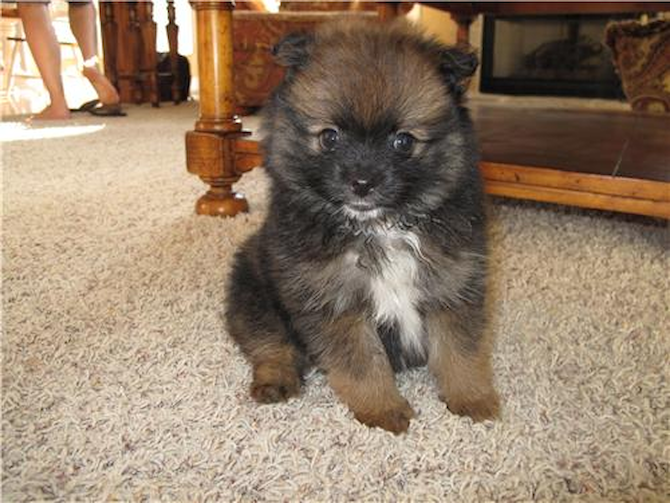 Teddy - Pomeranian Puppy For Sale Premier Pups Teddy - Pomeranian Puppy For Sale Premier Pups