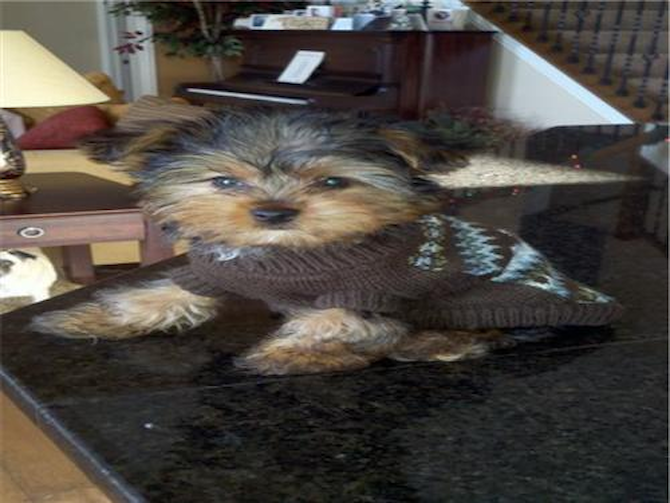 Theodore - Yorkshire Terrier Puppy For Sale Premier Pups Theodore - Yorkshire Terrier Puppy For Sale Premier Pups