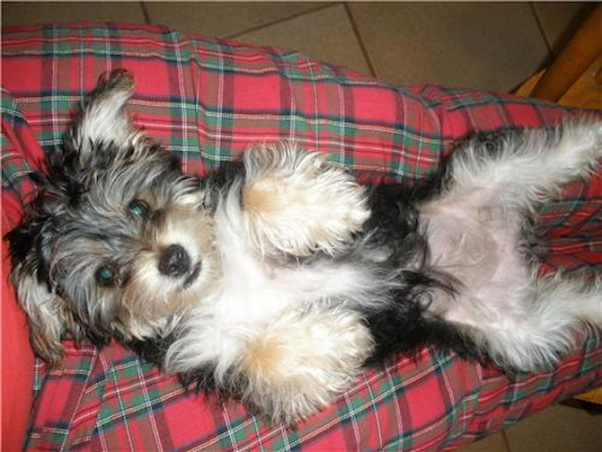 Sasha - Morkie Puppy For Sale Premier Pups Sasha - Morkie Puppy For Sale Premier Pups