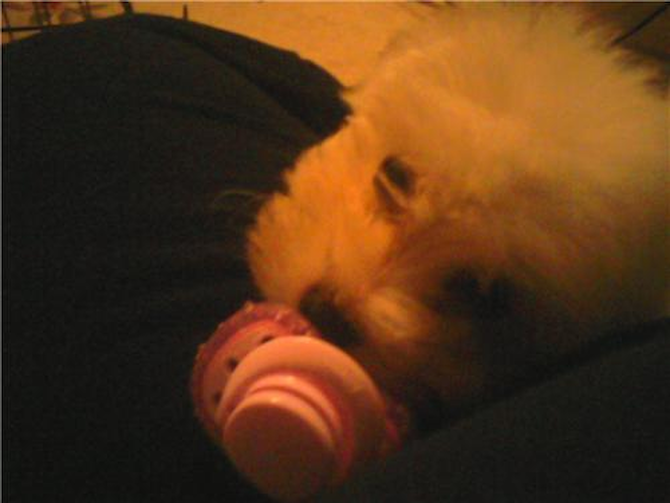 Emmy - Bichon Maltiase Puppy For Sale Premier Pups Emmy - Bichon Maltiase Puppy For Sale Premier Pups