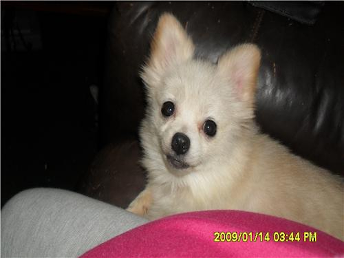 lill bit - Pomeranian Puppy For Sale Premier Pups lill bit - Pomeranian Puppy For Sale Premier Pups