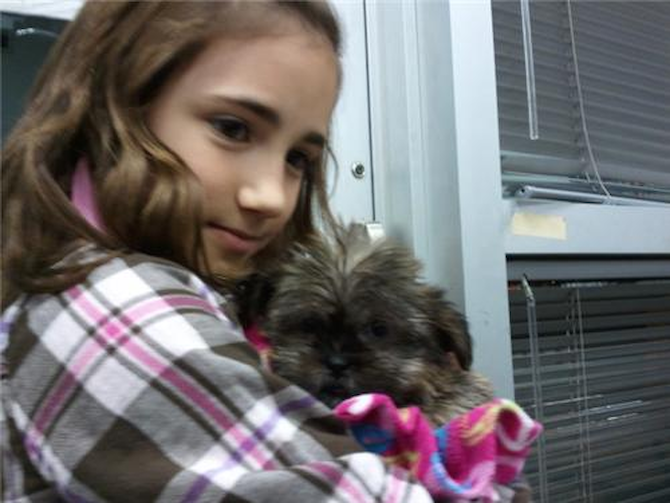 Bella - Shorkie Puppy For Sale Premier Pups Bella - Shorkie Puppy For Sale Premier Pups