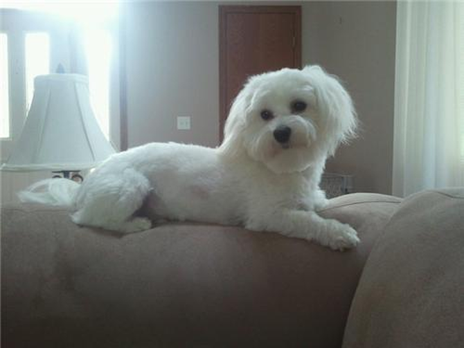Bailey - Maltipoo Puppy For Sale Premier Pups Bailey - Maltipoo Puppy For Sale Premier Pups