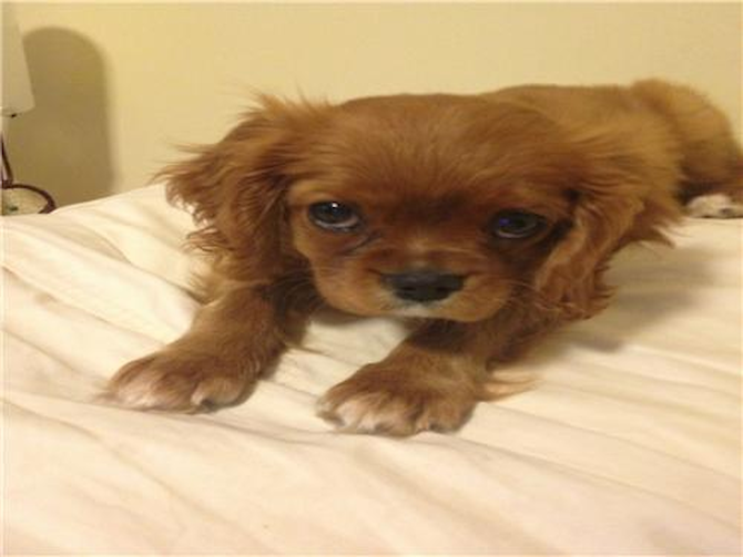 Lady - Cavalier King Charles Spaniel Puppy For Sale Premier Pups Lady - Cavalier King Charles Spaniel Puppy For Sale Premier Pups