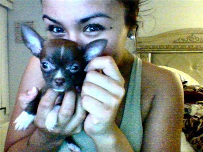 Caesar - Chihuahua Puppy For Sale Premier Pups Caesar - Chihuahua Puppy For Sale Premier Pups