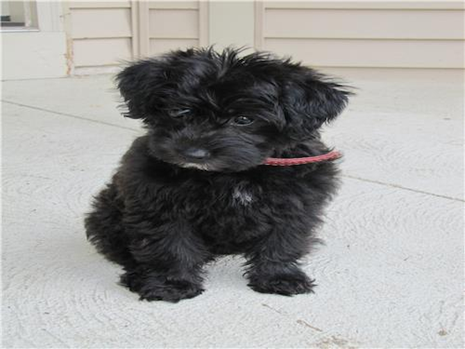 Porter - Yorkie Poo Puppy For Sale Premier Pups Porter - Yorkie Poo Puppy For Sale Premier Pups