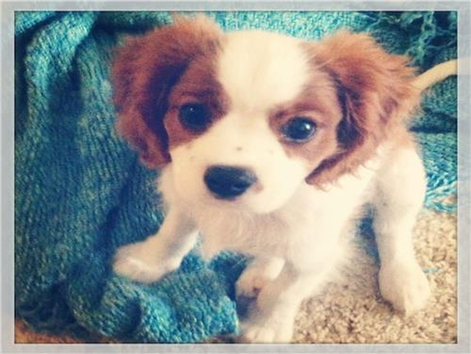 Monroe - Cavalier King Charles Spaniel Puppy For Sale Premier Pups Monroe - Cavalier King Charles Spaniel Puppy For Sale Premier Pups