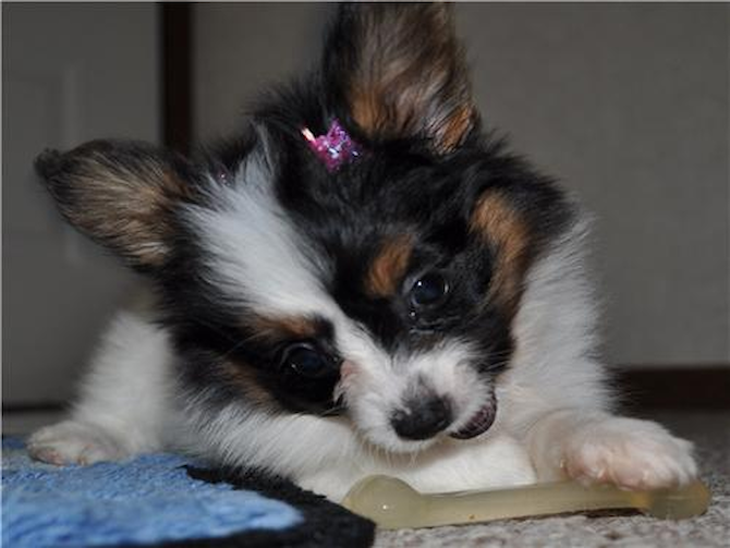 Bella fka Alisha - Papillon Puppy For Sale Premier Pups Bella fka Alisha - Papillon Puppy For Sale Premier Pups