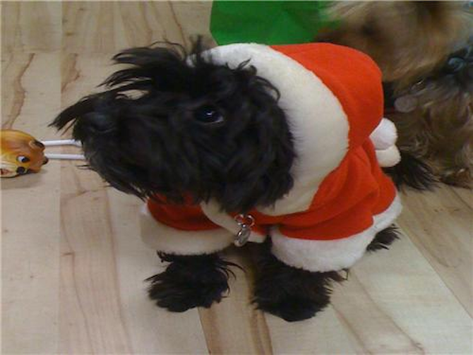 Zeke - Yorkie Poo Puppy For Sale Premier Pups Zeke - Yorkie Poo Puppy For Sale Premier Pups