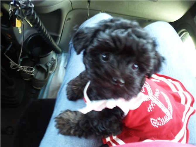 Pebbles - Yorkie Poo Puppy For Sale Premier Pups Pebbles - Yorkie Poo Puppy For Sale Premier Pups
