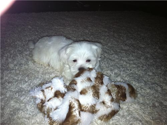 Martin - Maltese Puppy For Sale Premier Pups Martin - Maltese Puppy For Sale Premier Pups