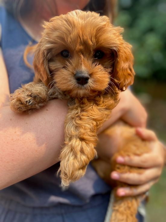 Happy Cavapoo Pup