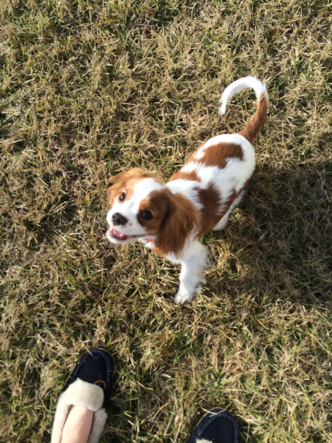 Duke - Cavalier King Charles Spaniel Puppy For Sale Premier Pups Duke - Cavalier King Charles Spaniel Puppy For Sale Premier Pups