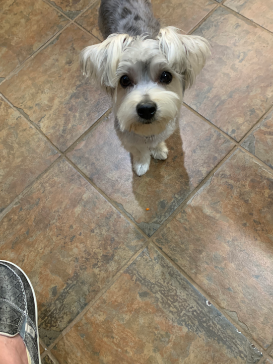 Morkie