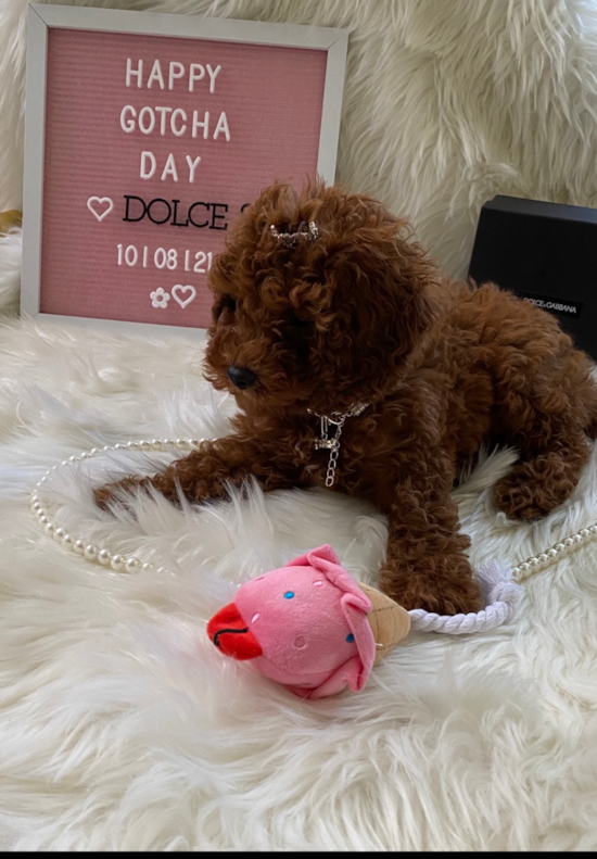 Fluffy Cavapoo Poodle Mix Pup