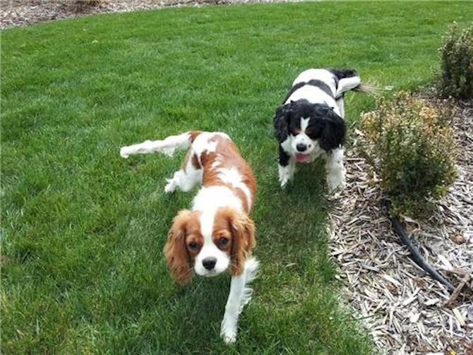 Peach - Cavalier King Charles Spaniel Puppy For Sale Premier Pups Peach - Cavalier King Charles Spaniel Puppy For Sale Premier Pups